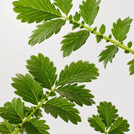 ensemble plant Vivid Ensemble main image 1