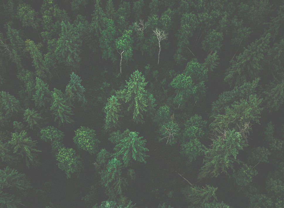 Waldaufnahme von oben