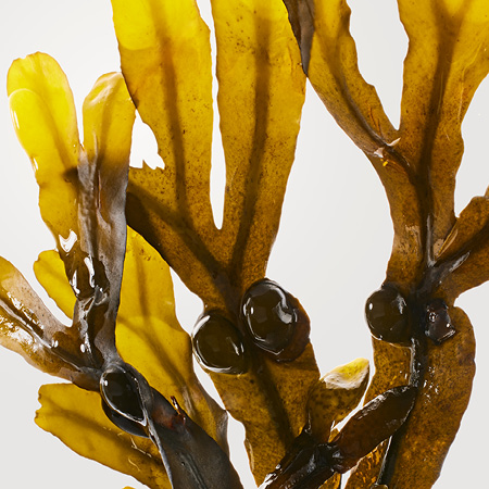 BABOR | BIOGEN PLANT EXTRACT
