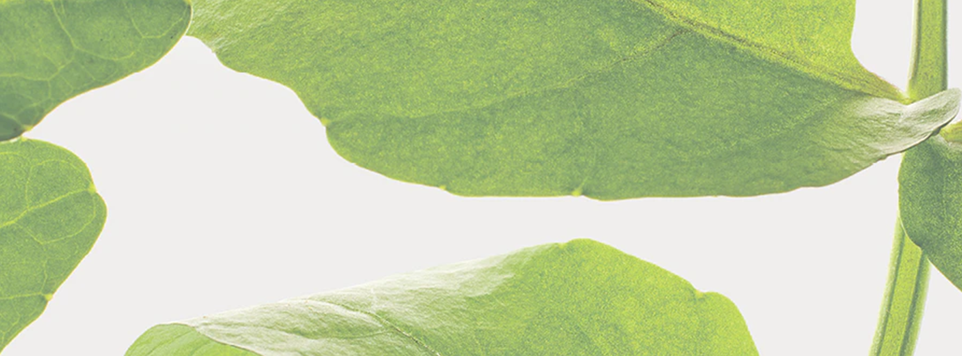 <span style="display:inline-block;">CARBON &amp; BEYOND</span>