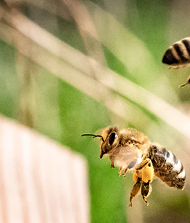 <span style="display:inline-block;">BABOR HONEY:</span>