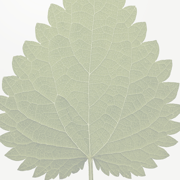 transparentes grünes Blatt