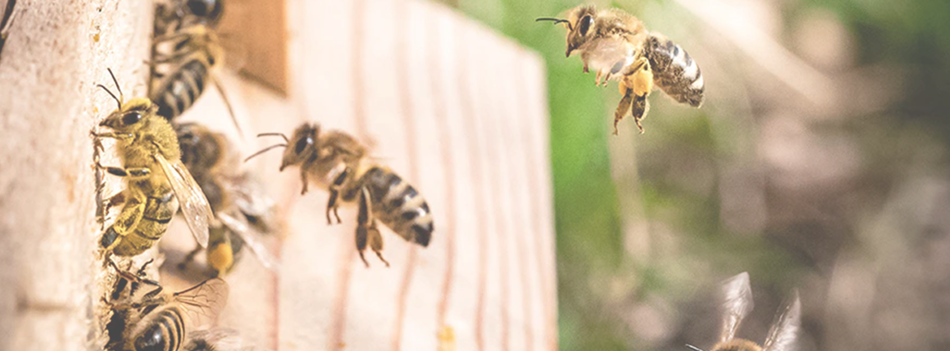 <span style="display:inline-block;">BABOR HONEY:</span>