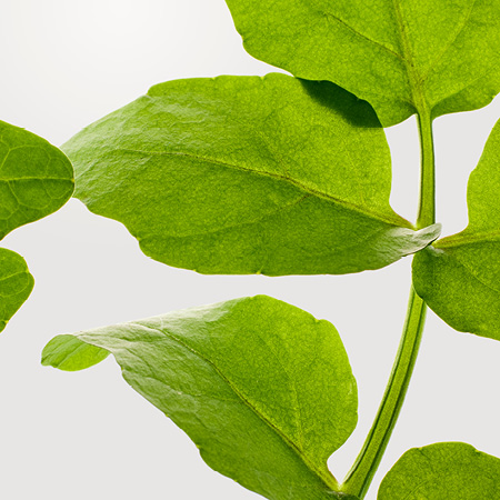 BABOR | BIOGEN PLANT EXTRACT